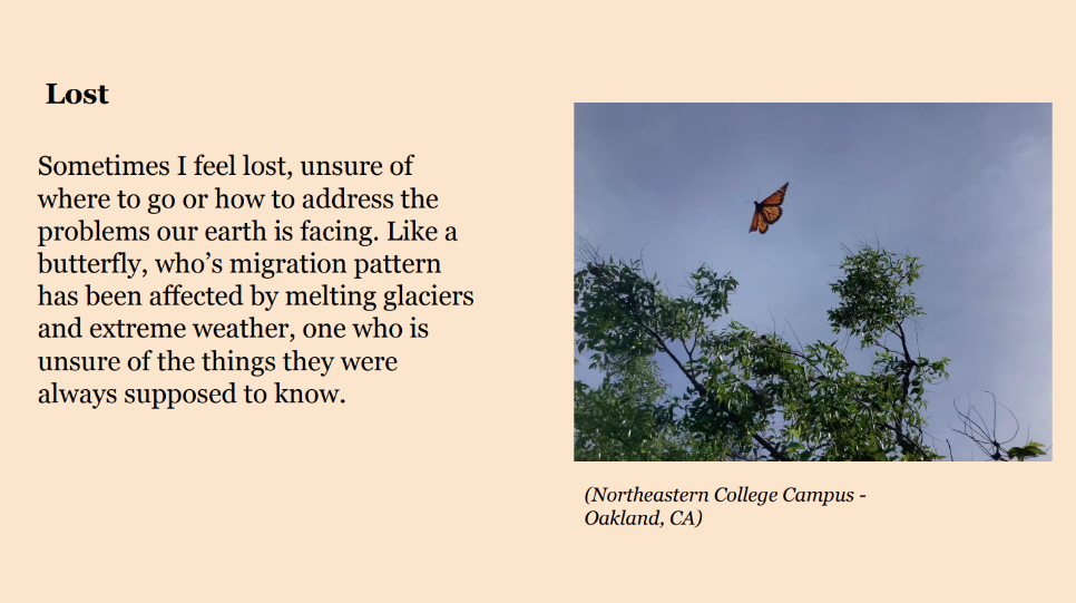 Photo of a monarch butterfly flying among tree branches. Caption: Northeastern College Campus - 
Oakland, CA. Text: Lost. Sometimes I feel lost, unsure of 
where to go or how to address the 
problems our earth is facing. Like a 
butterfly, who’s migration pattern 
has been affected by melting glaciers 
and extreme weather, one who is 
unsure of the things they were 
always supposed to know.